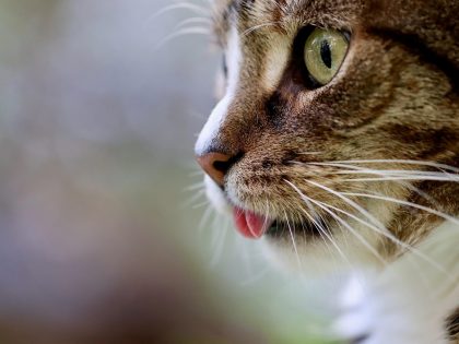 猫眼实时票房数据大屏界面，显示今日实时票房排行榜，深绿色科技感UI，多部影片票房数字清晰可读，体现专业数据平台质感