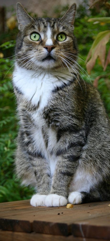 猫眼实时票房 App 今日总盘界面，深蓝背景上一条青绿色分时折线从清晨平缓爬升到晚间陡升，顶部显示当日累计数字