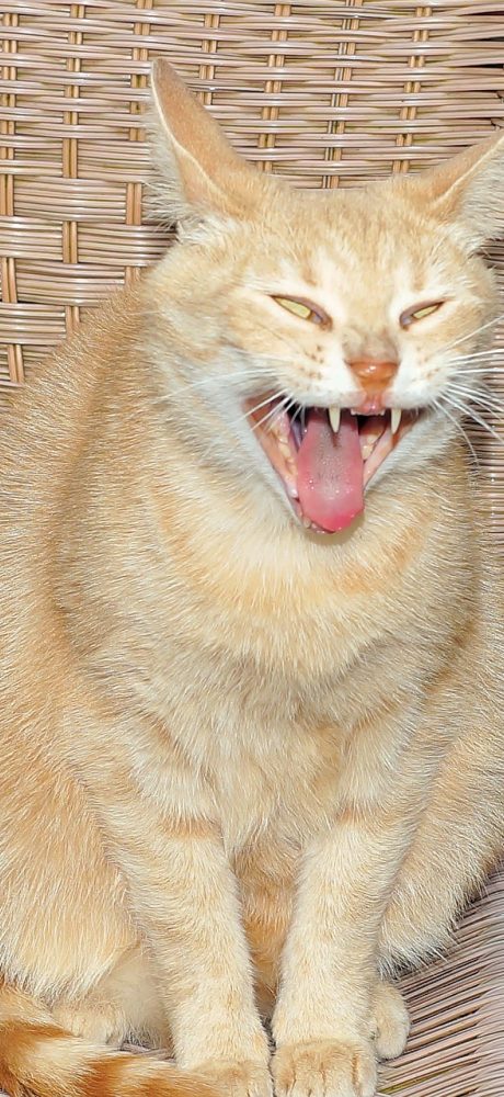 猫眼实时票房 App 对比视图界面，两部影片的曲线叠在同一坐标系内，一条后劲上扬一条起点更高，便于横向比较